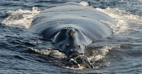 right whale sightings 2022